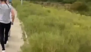 новости анапы, кипарисовую рощу, дорога, амброзия, заросли, поля