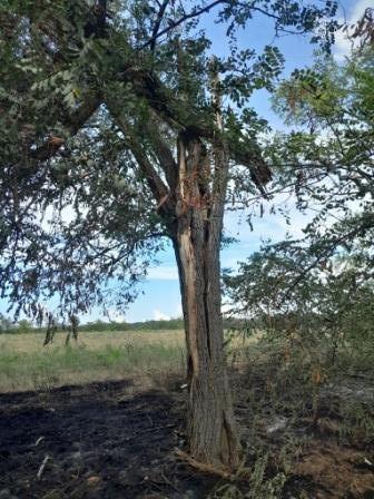 Молния ударила в дерево под Анапой, после чего начался пожар. Причиной стала сухая гроза. 