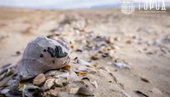 В Анапе два дня выбрасывает мазут на пляжи
