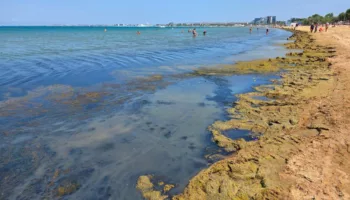 ЦВетение чёрных водорослей в Анапе