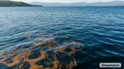Нефтяное пятно в Черном море