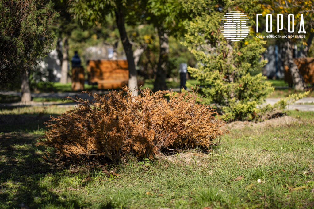 «Ореховая роща», октябрь 2025 года