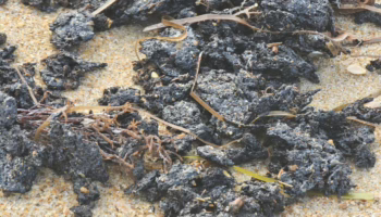 Новые выбросы мазута в Анапе