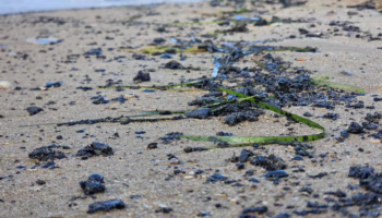 Новые выбросы мазута в Анапе.