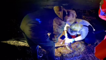 Волонтеры помогают дельфину