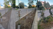 Кусты пираканты в Анапе