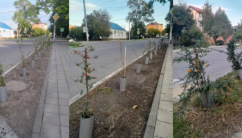 Кусты пираканты в Анапе