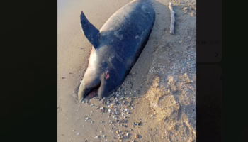 Дельфина на берегу Анапы