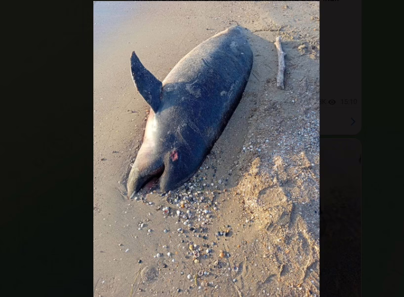 Дельфина на берегу Анапы