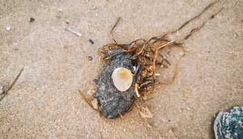 Мазут на пляжах Анапы