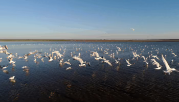 Птицы в парке «Анапская пересыпь»