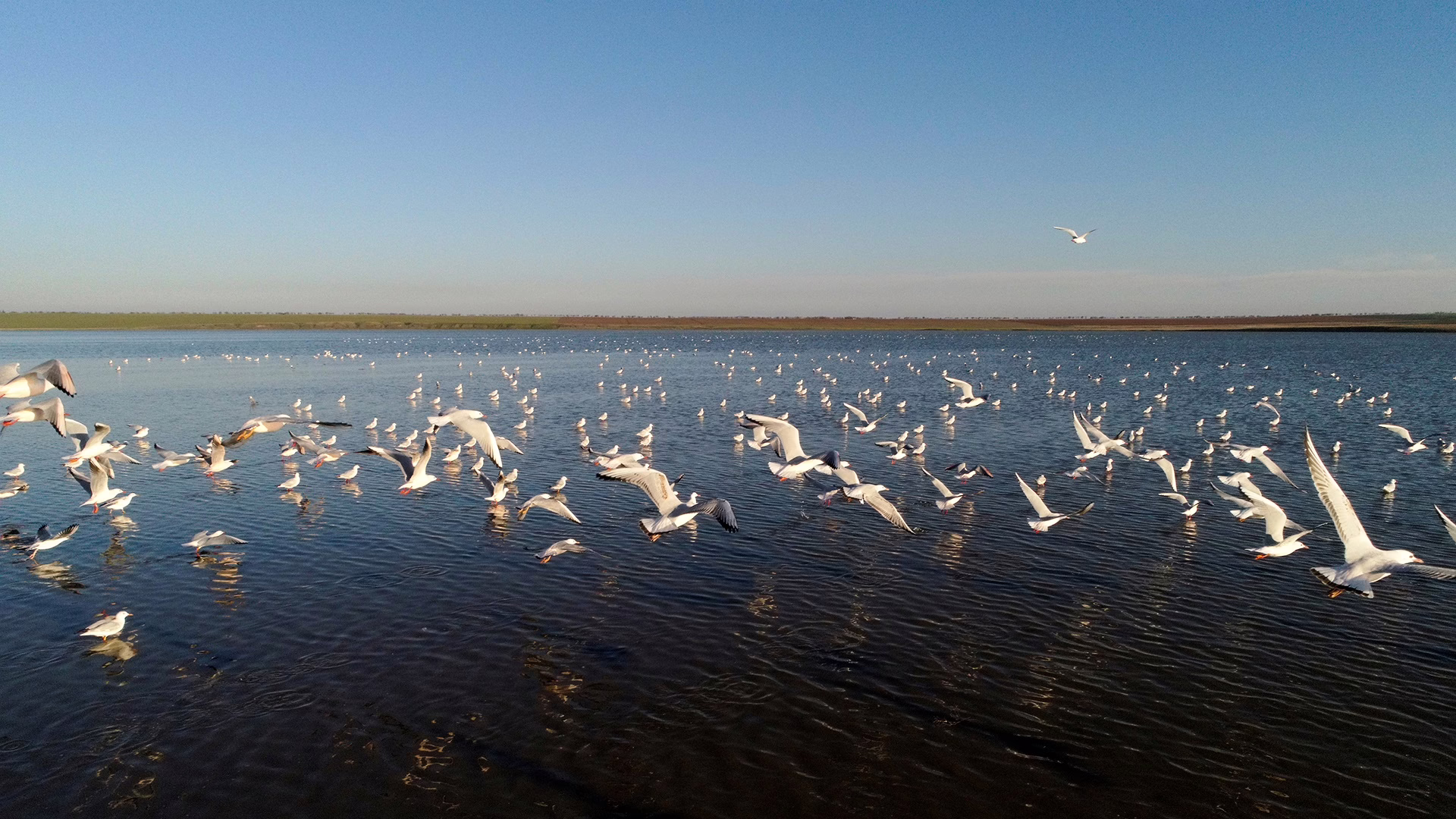 Птицы в парке «Анапская пересыпь»