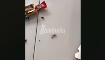 Видео с тараканами