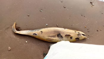 Мертвый дельфин