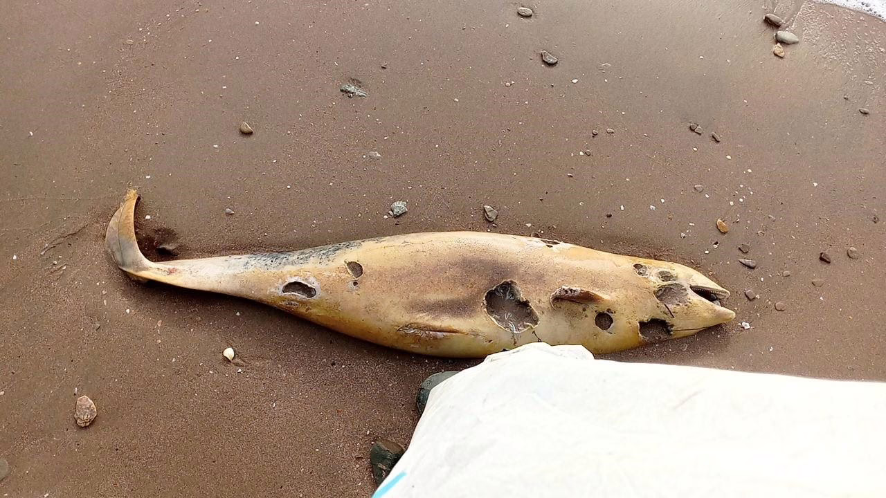 Мертвый дельфин