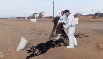 Уборка сетей в Анапе