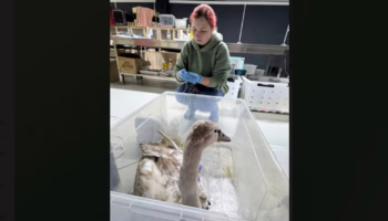 Пострадавший лебедь