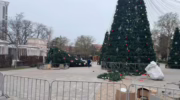 Поваленная елка в Анапе