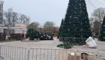 Поваленная елка в Анапе