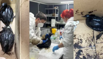 Пострадавшие птицы