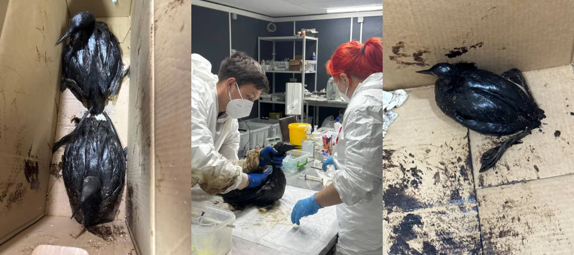 Пострадавшие птицы