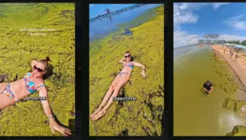 водоросли в Анапе