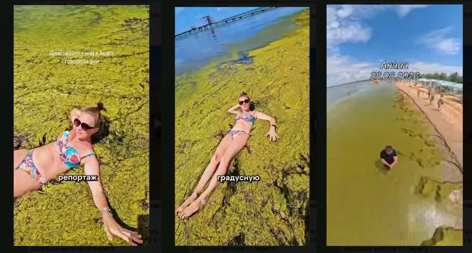 водоросли в Анапе