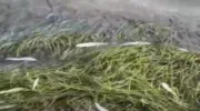 погибшая рыба