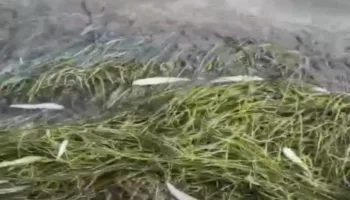 погибшая рыба