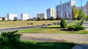собаки