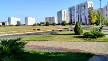 собаки