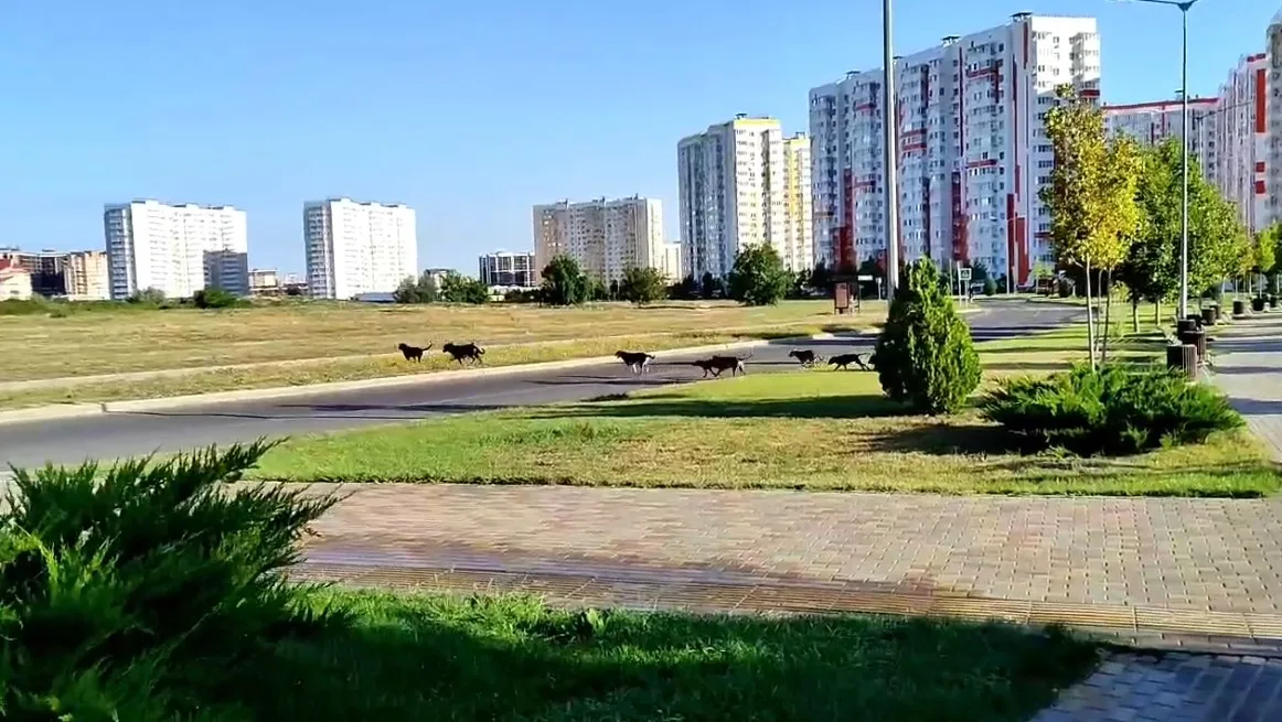собаки