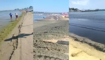 водоросли