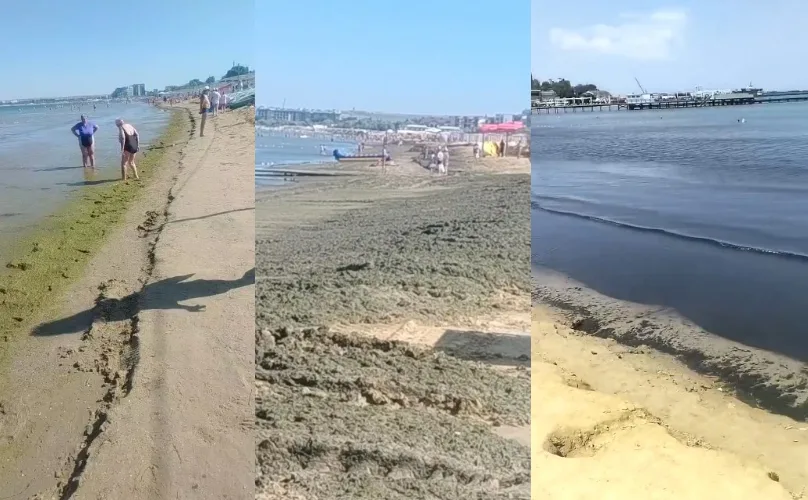 водоросли