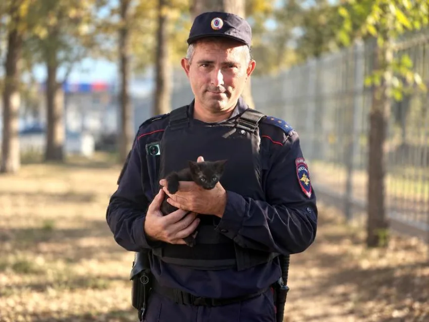 котенок